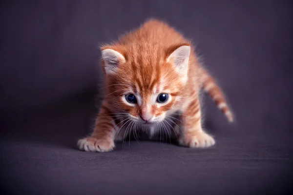 Kırmızı kedi yavruları — Stok fotoğraf