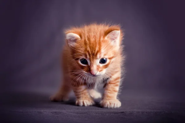 Kırmızı kedi yavruları — Stok fotoğraf