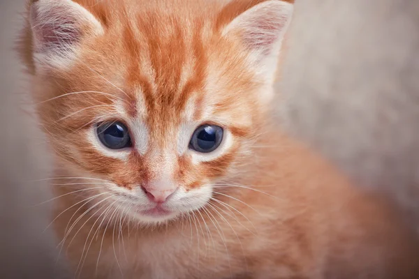 Tabby yavru kedi portre — Stok fotoğraf