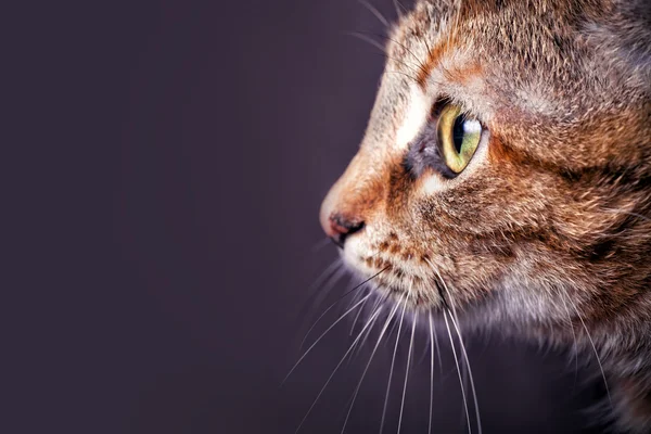 Katzenporträt — Stockfoto