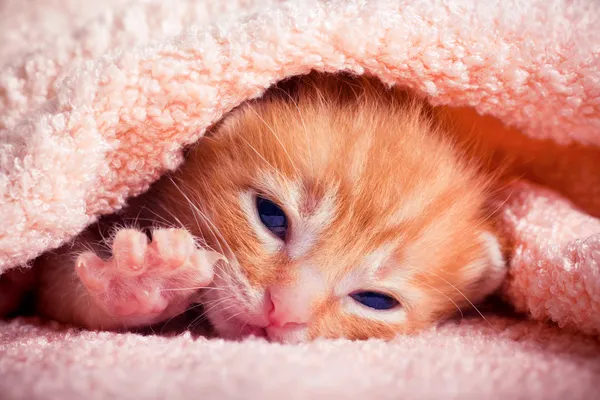 Πορτρέτο τιγρέ γατάκι — Φωτογραφία Αρχείου