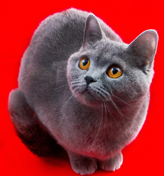 Серая короткошерстная кошка — стоковое фото