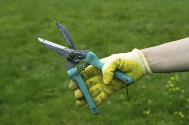 secateurs çim arka planda tutan bir eldiven el