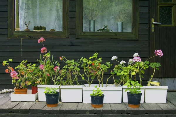 stock image Flowers in pots on the terrace of a country house