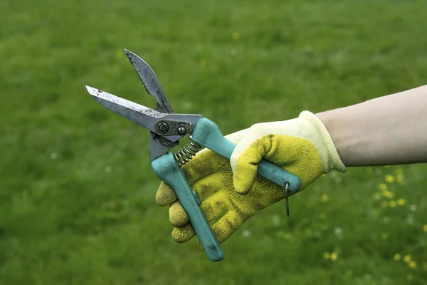 Hand in een handschoen snoeischaren houden op de achtergrond van gras — Stockfoto