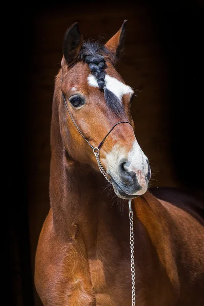 Portrait of dark bay horse — Stock Photo, Image