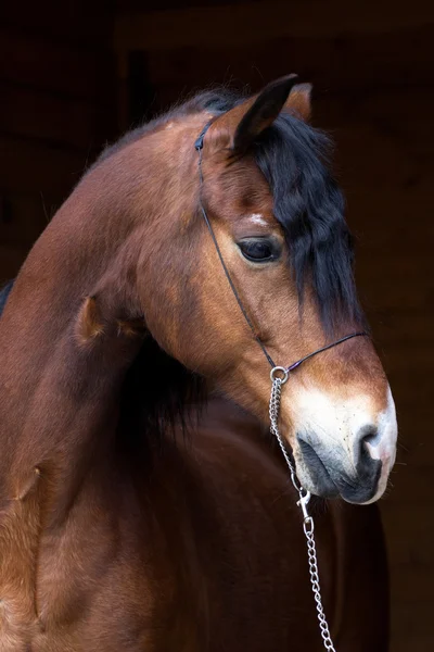 Retrato de caballo de bahía oscuro — Foto de Stock