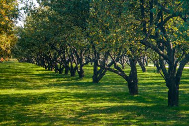 Trees in the row clipart