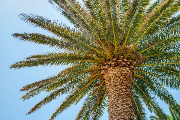 Tropical palm — Stock Photo, Image