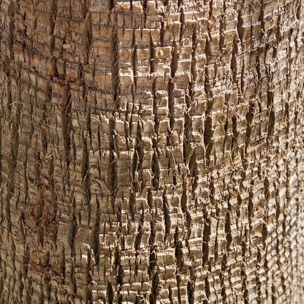 Textura de palma — Foto de Stock