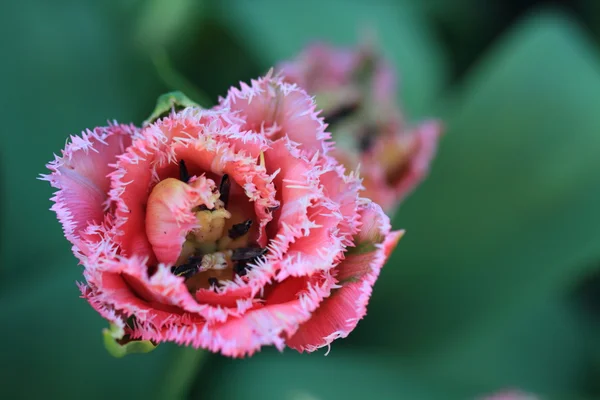 Tulip Queensland — Stock Photo, Image