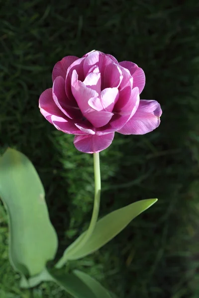Tulip in the garden — Stock Photo, Image