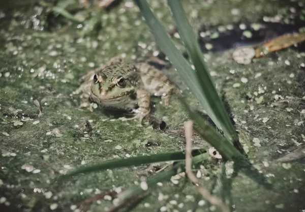 La grenouille — Photo