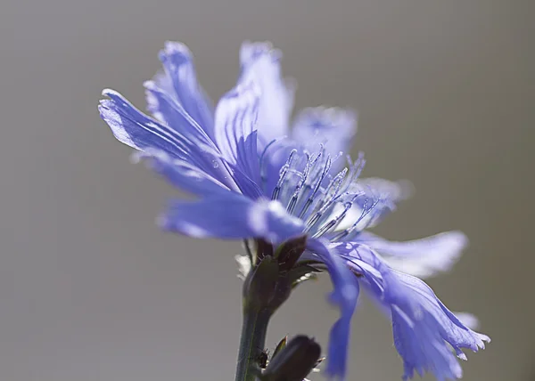 Zbliżenie kwiatów cykorii — Zdjęcie stockowe
