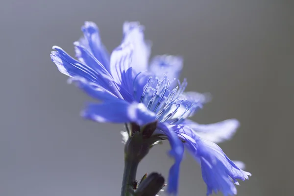 stock image Blue chicory