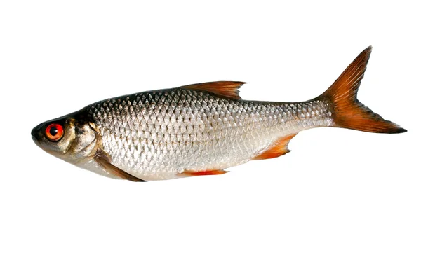 Plata de pescado — Foto de Stock