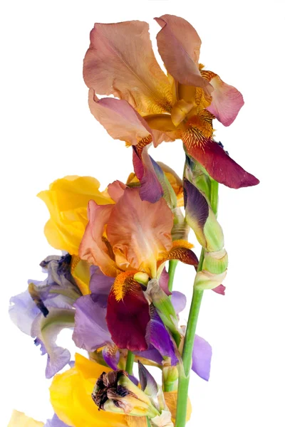 Květina Kosatec — Stock fotografie