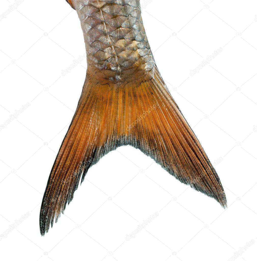 Tail fish