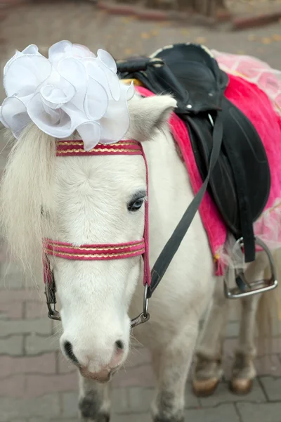 Bruden ponnyer — Stockfoto