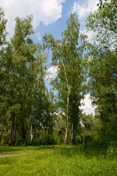 자작나무 신선한 녹색 잔디 — 스톡 사진