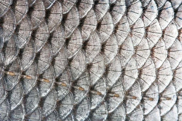 Scales of fish — Stock Photo, Image