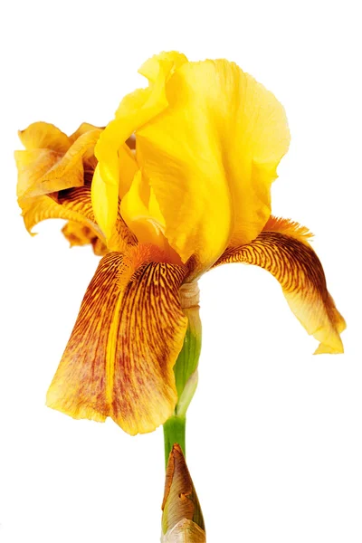 Žlutý květ — Stock fotografie