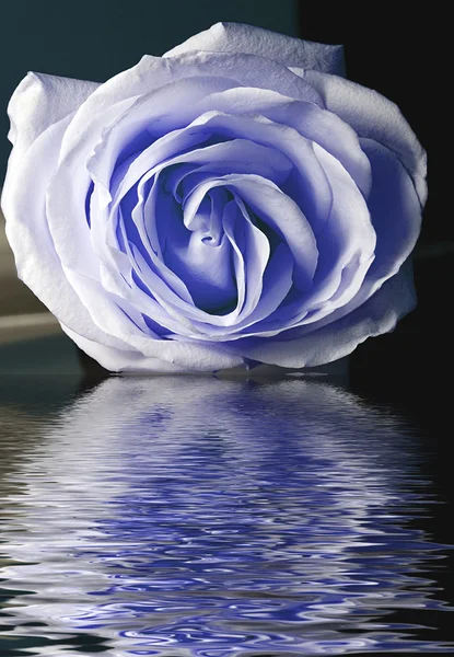 Blue roses — Stock Photo, Image