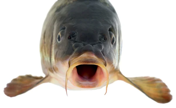 Sazan balığı kafası — Stok fotoğraf