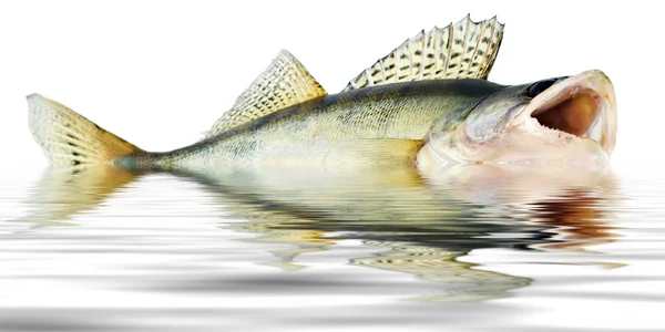 Riflessioni di pesce — Foto Stock