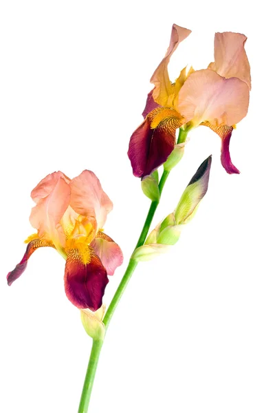 Iris orange — Photo