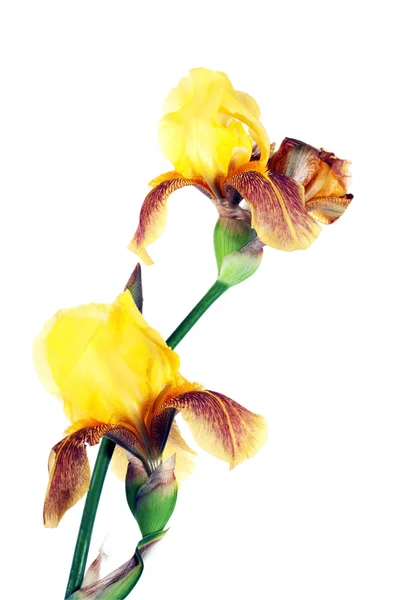 黄色的虹膜花 — 图库照片
