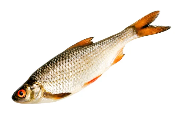 Ryby na białym tle. — Zdjęcie stockowe
