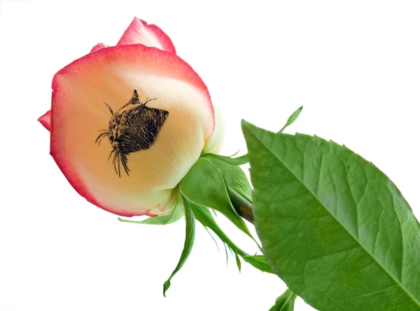 Flower of rose draw cat — Stock Photo, Image