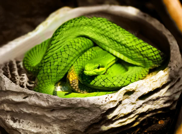 Змея зелёная — стоковое фото