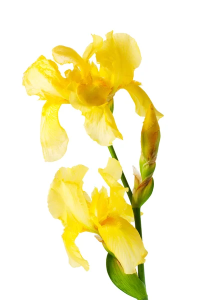 Sarı zambak çiçeği — Stok fotoğraf