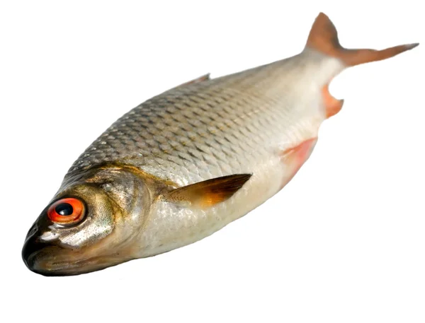 Fisk roech — Stockfoto