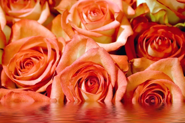 Backgroud róż — Zdjęcie stockowe