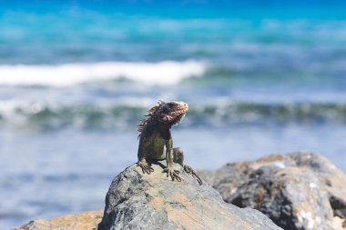 Iguana