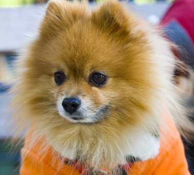 Pomeranian spitz