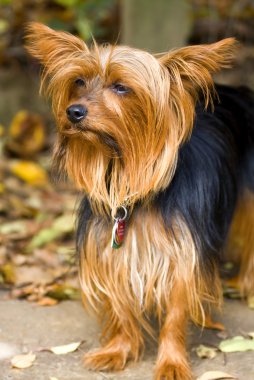 Yorkie