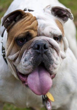 İngilizce Bulldog