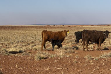 Calfs ve inekler Calfs ve inek