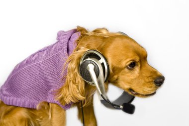 Cocker spaniel wiht headphone clipart