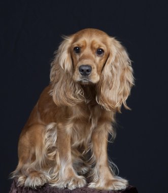 English cocker spaniel clipart