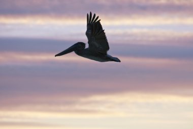 Pelican is flying over Caribbean sea clipart