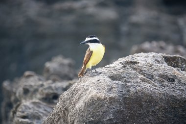 Golden-crowned Kinglet clipart