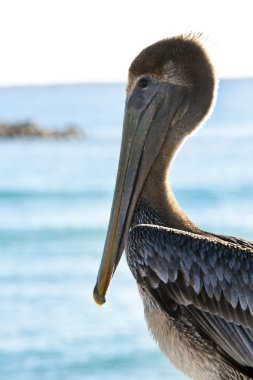 Pelican clipart