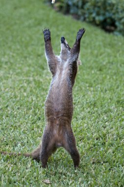 Cozumel raccoon seaking for food clipart