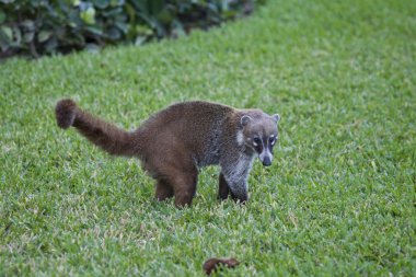 Cozumel Rakun seaking yemek için