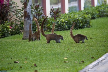 Cozumel raccoons seaking for food clipart